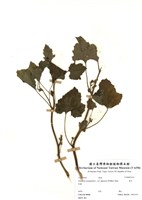 藏品(蒼耳)的圖片